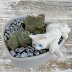 Gift For Cat Lover | Succulent Gift Delivery